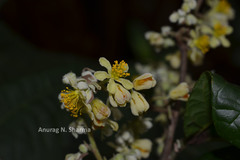 Grewia nervosa